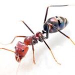 Уничтожение муравьев в помещении