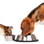 Как подобрать правильный корм для собак и кошек